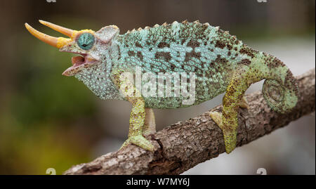 Zwerg Jacksons Chamäleon (Trioceros jacksonii merumontanus) mit offenem Mund, Captive aus Afrika Stockfoto