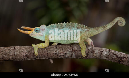 Zwerg Jacksons Chamäleon (Trioceros jacksonii merumontanus) unverlierbaren aus Afrika Stockfoto