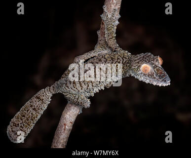 Leaf-tailed Gecko (Uroplatus fimbriatus) unverlierbaren, aus Madagaskar Stockfoto