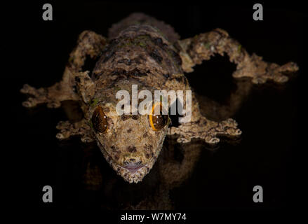 Blatt tailed Gecko (Uroplatus sameiti), Captive, aus Madagaskar Stockfoto