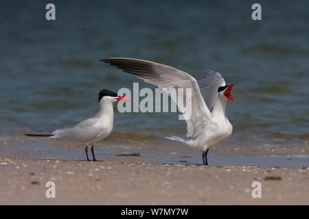 Raubseeschwalbe (Hydroprogne Caspia) Zucht im Gefieder, Tampa Bay, Florida, USA, April Stockfoto