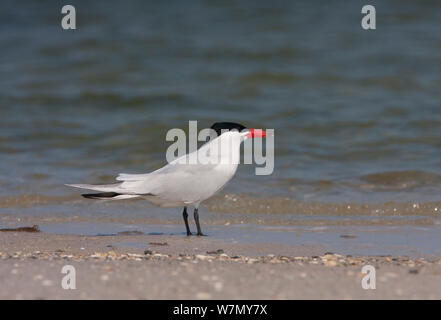 Raubseeschwalbe (Hydroprogne Caspia) Zucht im Gefieder, Tampa Bay, Florida, USA, April Stockfoto