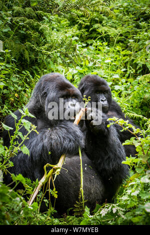 Mountain Gorillas (Gorilla beringei) silverback Essen wilde Sellerie, von einem anderen beobachtete, Susa Group, Volcanoes National Park, Ruanda, nassen Jahreszeit April Stockfoto