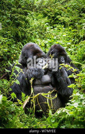 Mountain Gorillas (Gorilla beringei) silverback Essen wilde Sellerie, von einem anderen beobachtete, Susa Group, Volcanoes National Park, Ruanda, nassen Jahreszeit April Stockfoto