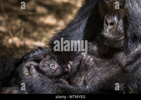 Berggorilla (Gorilla beringei) Weibliche mit ihren 4 Wochen alten Säugling im Arm, Hirwa Gruppe, Volcanoes National Park, Ruanda, Höhe 2610 m Stockfoto