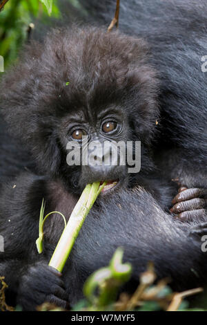 Berggorilla (Gorilla beringei) baby Essen, Teil der Hirwa Gruppe, Volcanoes National Park. Ruanda, Höhe 2630 m Stockfoto