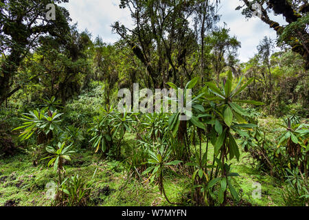 Vegetation im Wald der Volcanoes National Park, Lebensraum der Berggorillas (Gorilla Gorilla beringei) Ruanda, Höhe 2950 m Stockfoto