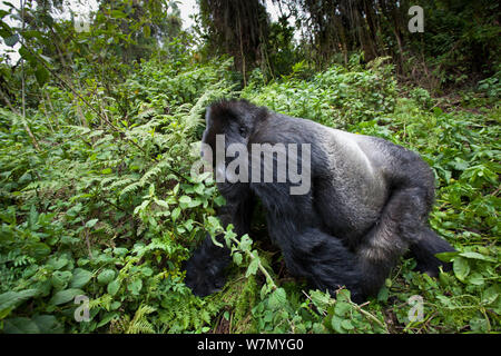 Berggorilla (Gorilla beringei) männliche Silverback vorbei gehen, Kuryama Gruppe, Forschungsgruppe nicht offen für touristische Besuche, Volcanoes National Park, Ruanda, Höhe 2950 m Stockfoto