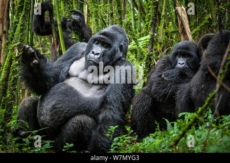 Mountain Gorillas (Gorilla beringei) Silverback mit anderen Agashya Gruppe (ehemalige 13 Gruppe) Volcanoes National Park, Ruanda Stockfoto