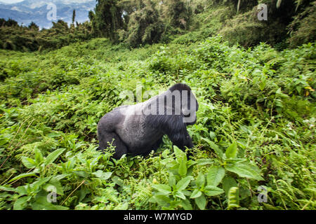 Berggorilla (Gorilla beringei), Stecker, Silverback, Susa Group, Volcanoes National Park, Ruanda in der nassen Jahreszeit April Stockfoto