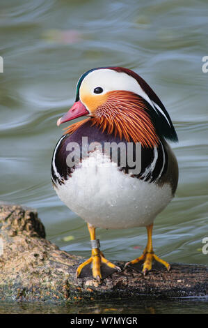 Mandarinente (Aix galericulata) Drake, Slimbridge, Gloucestershire, UK, März Stockfoto