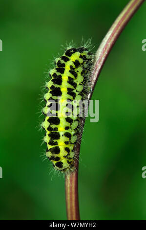 Caterpillar Larve von Six-spot Burnet Motte (Zygaena Filipendulae), Somerset, UK, Mai Stockfoto