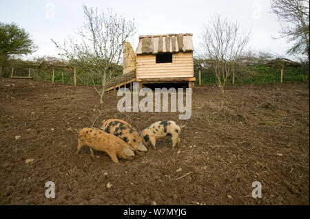 Tamworth seltene züchten Schweine, Schweine in Freilandhaltung auf die Erde Umwelt Projekt für nachhaltiges Leben Murton, Gower, Wales, Großbritannien 2009 Stockfoto