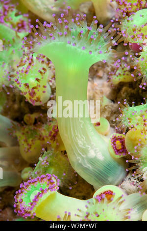 Jewel Seeanemonen (Corynactis viridis) Kanalinseln, Großbritannien Stockfoto