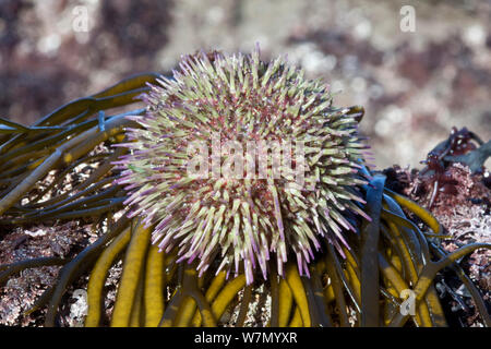 Grüner Seeigel (Psammechinus miliaris) Channel Islands, UK März Stockfoto