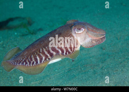 Gemeinsame Tintenfische (Sepia officinalis) schwimmen Profil, Channel Islands, Großbritannien, Juli Stockfoto