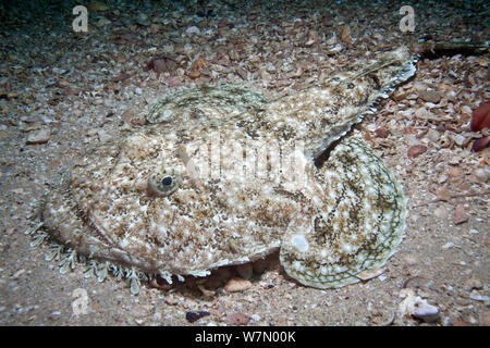 Allmouth Seeteufel (Lophius piscatorius) am Meeresboden, Channel Islands, Großbritannien, Juli Stockfoto