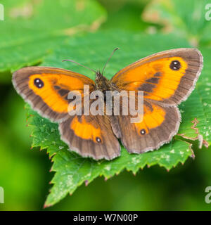 Ein Makro geschossen von einem Gatekeeper Butterfly ruht auf einem grünen Blatt. Stockfoto