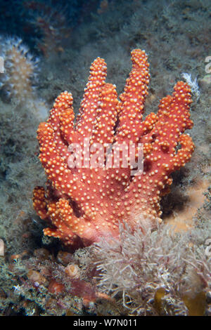 Rotes Meer Finger (Alcyonium glomeratum) Weichkorallen mit Polypen zurückgezogen, Channel Islands, Großbritannien August Stockfoto