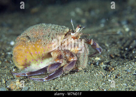 Einsiedlerkrebs (Pagurus prideaux) mit Mantel Anemone (Adamsia carcinopados) Kanalinseln, Großbritannien, Oktober Stockfoto