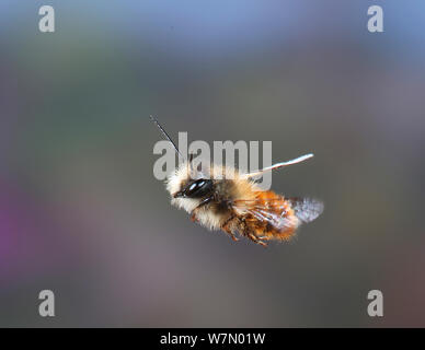 Red mason Bee (Osmia rufa) Drohne im Flug, Surrey, UK, April Stockfoto