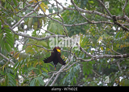 Montezuma oropendola (Psarocolius montezuma) männlichen hängen von einer Niederlassung im Display, Costa Rica Stockfoto