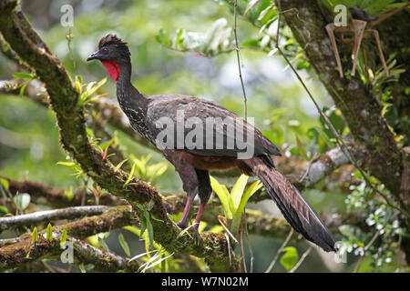 Crested guan (Penelope Purpurascens) im Regenwald gelegen, Costa Rica Stockfoto