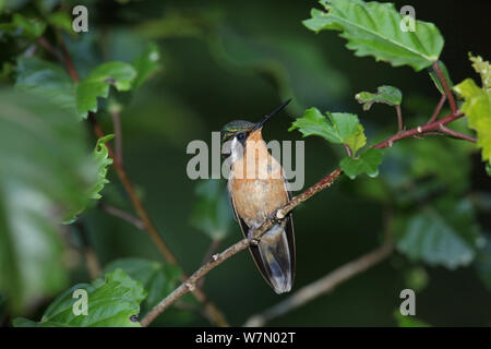 Grau-tailed Mountain-gem (Lampornis castaneoventris cinereicauda) Weibliche gehockt, Costa Rica Stockfoto