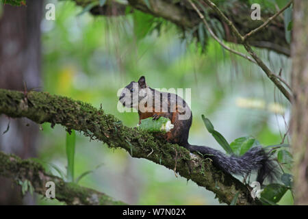 Bunte Eichhörnchen (Sciurus variegatoides) Fütterung auf Regenwald Obst, Costa Rica Stockfoto