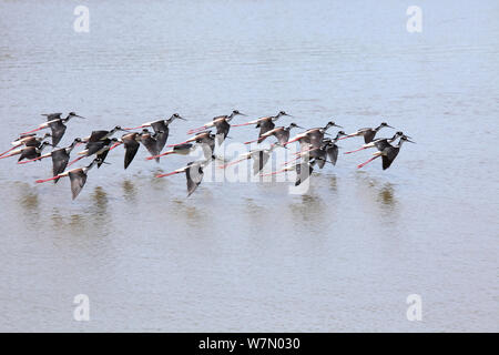 Black-necked Stelzenläufer (Himantopus mexicanus) Herde im Flug über Salz Lagune, Costa Rica Stockfoto