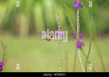 Black-Crested Coquette (Lophornis helenae) männliche Fütterung auf Vervine Blumen, Costa Rica Stockfoto