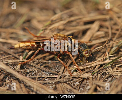 Hornet Räuber (Asilus crabroniformis) fliegen mit Fliegen Beute (Larvaevora sp), Dorset, England, September Stockfoto