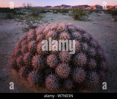 Cottontop Kaktus (Echinocactus polycephalus) im Morgengrauen, in der Nähe der Arizona/Mexikanischen Grenze mit Tinajas Altas Berge, Cabez Prieta National Wildlife Refuge, Arizona, USA Stockfoto