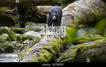 Black Bear (Ursus americanus) Jagd wandernden Lachse in gemäßigten Regenwald an der Küste britischen Columbia, Kanada Stockfoto