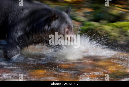 Black Bear (Ursus americanus) Jagd wandernden Lachse in gemäßigten Regenwald an der Küste britischen Columbia, Kanada Stockfoto