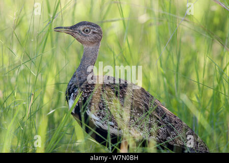 Männliche Schwarze-bellied Bustard (Lissotis melanogaster) im Profil. Krüger Nationalpark, Südafrika, Januar. Stockfoto