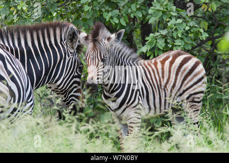 Junge Plains Zebras (Equus quagga) Gesicht mit seiner Mutter zu Gesicht. Krüger Nationalpark, Südafrika, Januar. Stockfoto