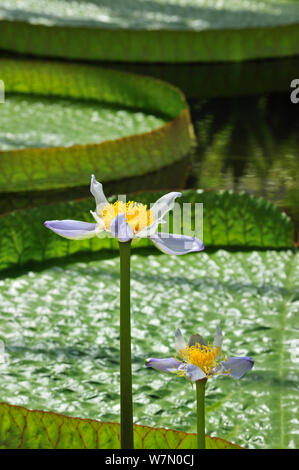 Australische Seerose (Nymphaea gigantea) Blumen mit Royal Seerosen (Victoria Amazonica/Victoria Regia) Pads im Hintergrund, Nationaler Botanischer Garten von Belgien, Mai Stockfoto