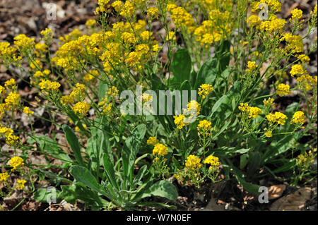 Gold Alyssum/Korb von Gold/Gold Staub/Goldentuft alyssum/Rock madwort (Aurinia saxatilis) in Blüte, beheimatet in Asien und Europa, Nationalen Botanischen Garten von Belgien, Mai Stockfoto