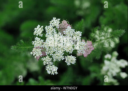 Spignel/Meu/Baldmoney (Meum athamanticum) in Blüte, Nationaler Botanischer Garten von Belgien, Mai Stockfoto