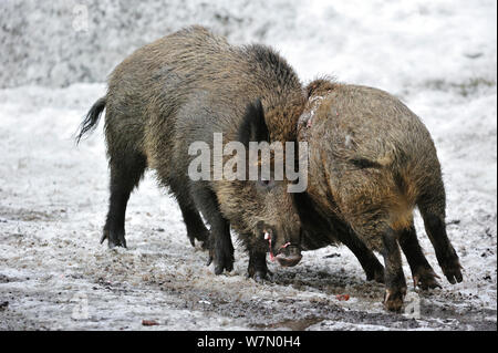 Zwei Wildschweine (Sus scrofa) Kampf im Schnee, Captive, Nationalpark Bayerischer Wald, Deutschland, März Stockfoto