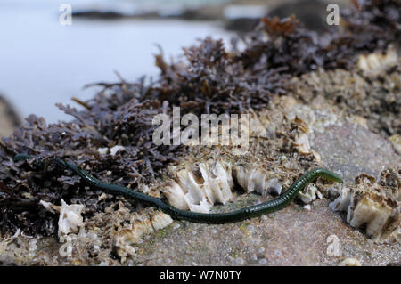 Weitwinkelaufnahme der Grünen - Blatt worm (Eulalia viridis), die sich aus seinen Rückzug unter Pfeffer dulse (Osmundea Dioicus) eine rote Algen auf Felsen mit Common/Northern Rock Seepocken (Semibalanus/balanus balanoides), Rhossili abzufangen, die Halbinsel Gower, Großbritannien, Juli. Stockfoto