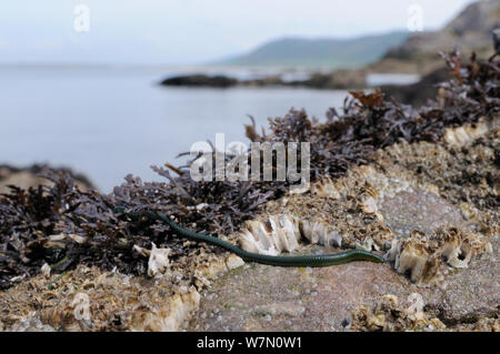 Weitwinkelaufnahme der Grünen - Blatt worm (Eulalia viridis), die sich aus seinen Rückzug unter Pfeffer dulse (Osmundea Dioicus) eine rote Algen auf Felsen mit Common/Northern Rock Seepocken (Semibalanus/balanus balanoides), Rhossili abzufangen, die Halbinsel Gower, Großbritannien, Juli. Stockfoto