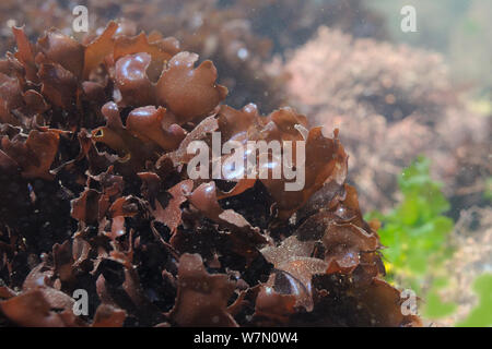 Irisches Moos/Carrageen (Chondrus crispus) iridescing in einem sonnendurchfluteten Rockpool, Rhossili, die Halbinsel Gower, Großbritannien, Juli. Stockfoto