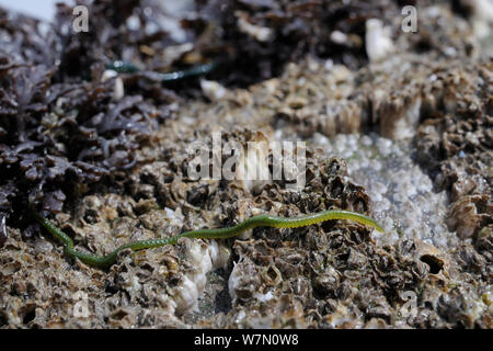 Weitwinkelaufnahme der Grünen - Blatt worm (Eulalia viridis), die sich aus seinen Rückzug unter Pfeffer dulse (Osmundea Dioicus) eine rote Algen auf Felsen mit Common/Northern Rock Seepocken (Semibalanus/balanus balanoides), Rhossili abzufangen, die Halbinsel Gower, Großbritannien, Juli. Stockfoto