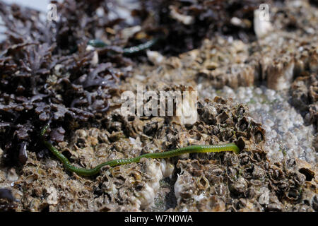 Weitwinkelaufnahme der Grünen - Blatt worm (Eulalia viridis), die sich aus seinen Rückzug unter Pfeffer dulse (Osmundea Dioicus) eine rote Algen auf Felsen mit Common/Northern Rock Seepocken (Semibalanus/balanus balanoides), Rhossili abzufangen, die Halbinsel Gower, Großbritannien, Juli. Stockfoto