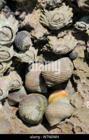 Gruppe von Rauen strandschnecken (Littorina Saxatilis) mit verschiedenen Farben und Mustern in Kalkstein Felsspalte hoch am Ufer bei Ebbe, neben Inkrustierende stellate Montagues Die seepocken (Chthamalaus montagui), Rhossili, die Halbinsel Gower, Großbritannien, Juli. Stockfoto