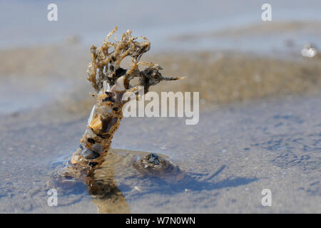 Sand Mason worm (Lanice conchilega) gesäumten Rohr mit Sand und Shell Fragmente auf einem niedrigen Spring Tide auf einem sandigen Ufer am Rhossili, die Halbinsel Gower, Großbritannien, Juli verstärkt ausgesetzt. Stockfoto