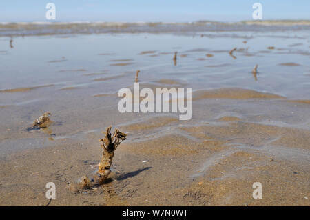 Sand Mason worm (Lanice conchilega) Rohre mit Sand und Shell Fragmente auf einem niedrigen Spring Tide auf einem sandigen Ufer ausgesetzt verstärkt, mit dem Meer im Hintergrund, Rhossili, die Halbinsel Gower, Großbritannien, Juli. Stockfoto