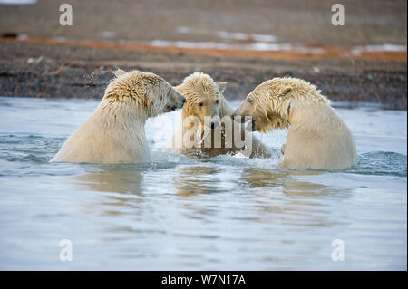 Drei subadult Eisbären (Ursus maritimus) Spielen im Wasser entlang der Bernard Spit, 1002 Bereich des Arctic National Wildlife Refuge, Nordhang der Brooks Range, Alaska, Oktober 2011 Stockfoto